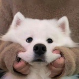 可爱小狗 Avatar