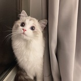 猫猫搜书の万事屋 🐾